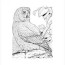 free 18 owl coloring pages in ai