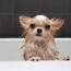 homemade dog shampoo 3 simple