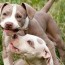 pitbull puppy pictures lovetoknow