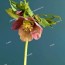 christmas rose helleborus niger