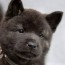 kai ken photos happydoggo breed guides