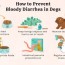 how to treat bloody diarrhea in dogs