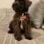 soft coated wheaten terrier for sale in