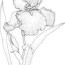 iris coloring pages free printable