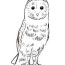 barn owl coloring page art starts