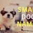 cute and unique small dog names