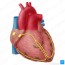 conduction system of the heart parts