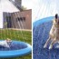 paddling pool with sprinklers for your dog