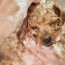 can dogs use baby shampoo wag