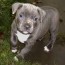 american staffordshire terrier puppies