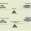 molecular mechanisms of mitophagy and