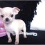 micro teacup chihuahua puppies for sale