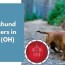 17 dachshund breeders in ohio oh