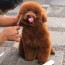 140 poodle haircuts your pet will