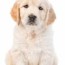 your complete puppy feeding guide
