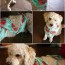 12 diy dog clothes tutorials for you