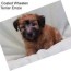 soft coated wheaten terrier terriers