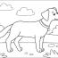 blacklab coloring pages dog coloring