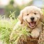the top 10 puppy names of 2021 and