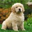 golden retriever puppy for sale how