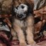 wheaten terrier for sale california
