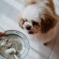 what to feed a dog with diarrhea 6