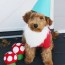 53 best dog costume ideas diy pet