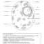 animal cell ws