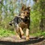 exercises for german shepherd puppies
