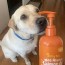 dog products for labs and labrador owners