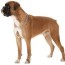 boxer puppies for sale in florida