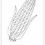 free printable corn maize coloring pages