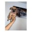 chihuahua arizona puppies for sale