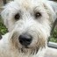 6 best wheaten terrier breeders in