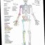 human skeleton pdf free download twitter