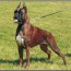 deutscher boxer puppies and dogs for