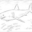 shark coloring pages coloringbay