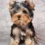 yorkshire terrier yorkie puppies for