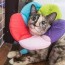 7 diy cat cones how to make your own