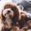 the ins and outs of doodle grooming
