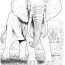 elephant coloring page coloring library