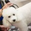 how to groom a poodle great pet care