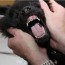 understanding puppy teeth stages