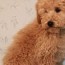 best answer how to puppy cut a poodle