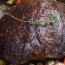 best sirloin tip roast flavorful and
