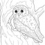 35 free owl coloring pages printable
