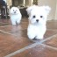 george pomeranian maltese puppies