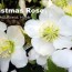 white hellebore plant care how to