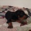 doberman pets and animals for sale ohio