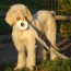 find spinone italiano puppies for sale